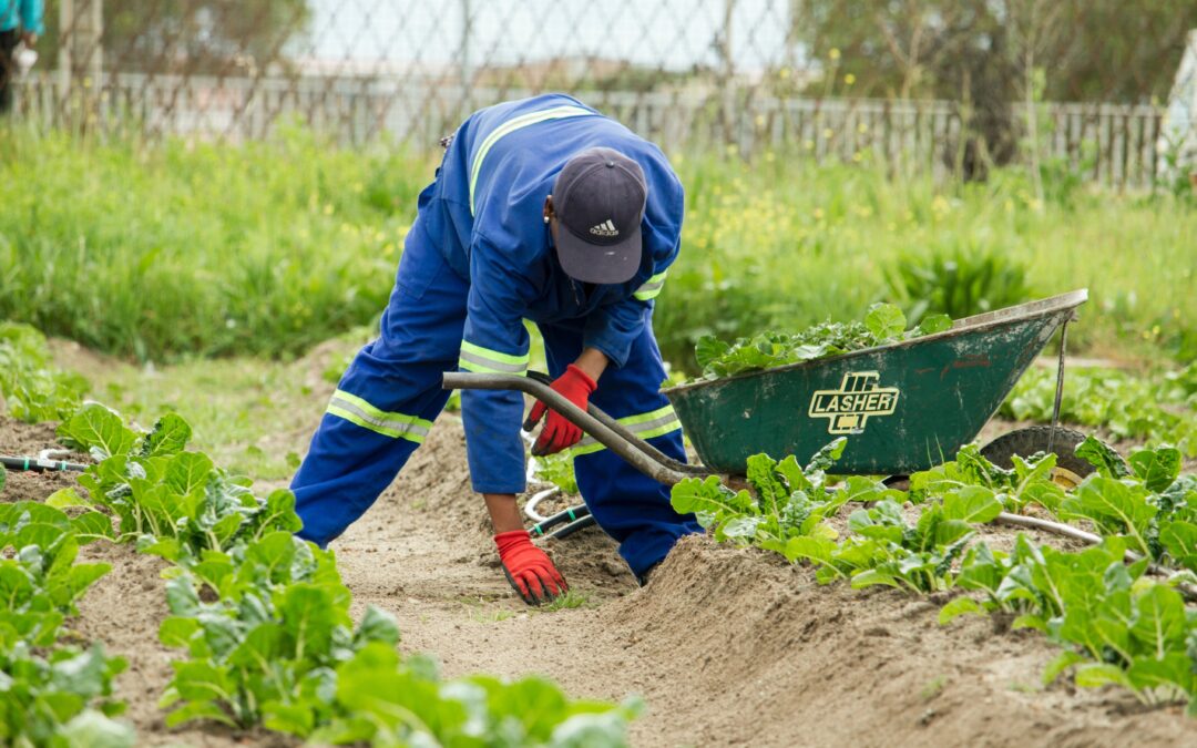 Diventare un manutentore del verde