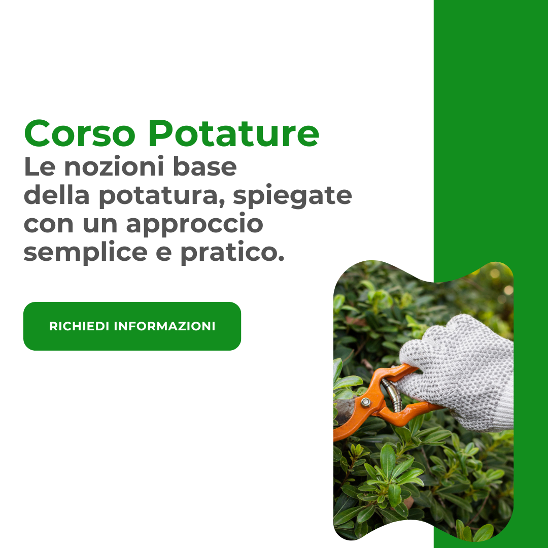 3 corso potature