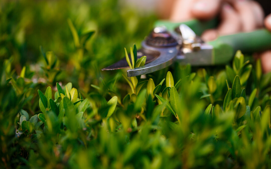 Diventa Manutentore del Verde con Cultura d’Impresa: il Corso che Fa Crescere il Tuo Futuro